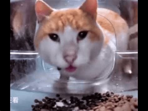 eating cat gif|cat eating then looks at camera.